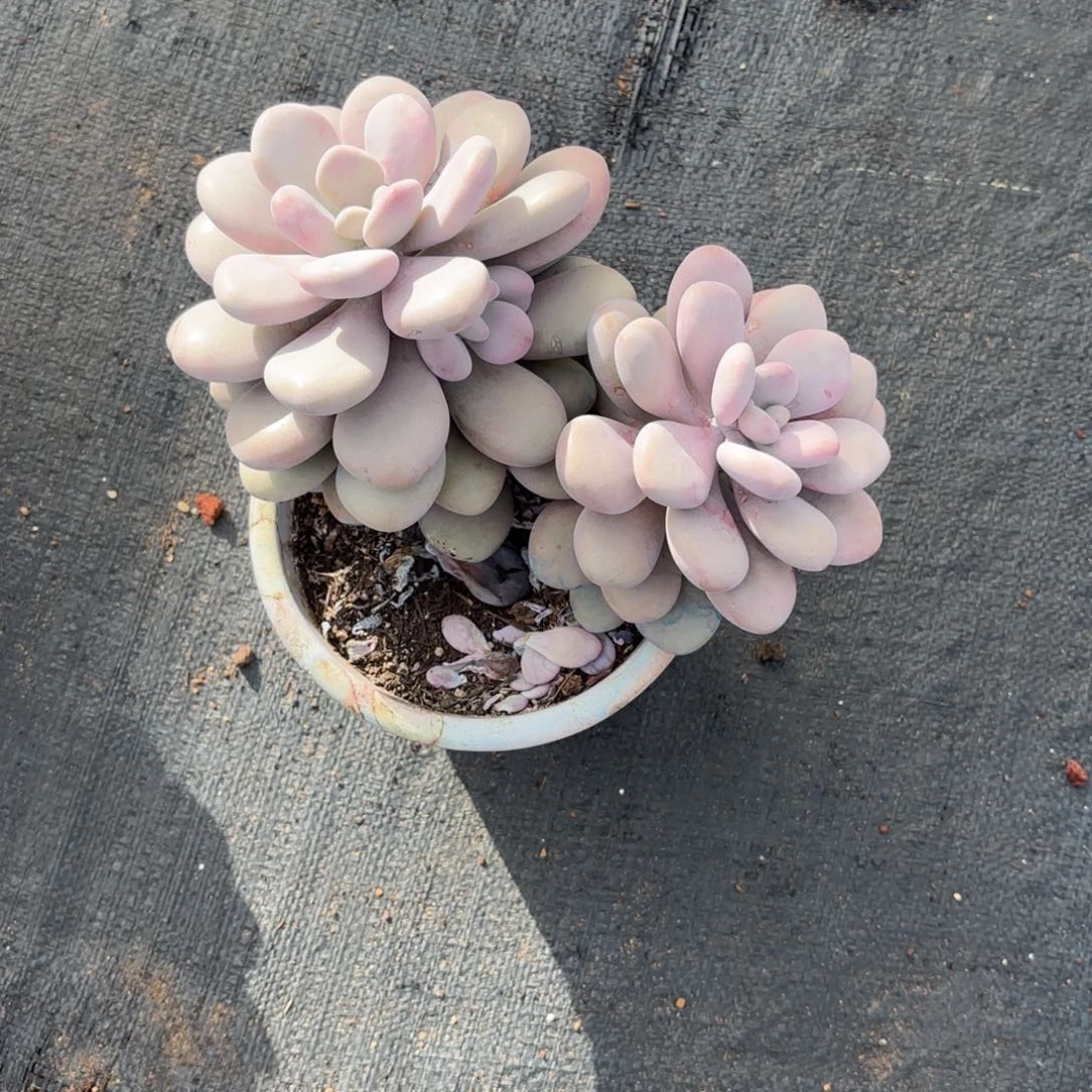 猫***?45号圆叶桃蛋多肉植物