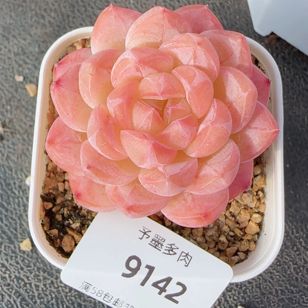 美心，9142多肉植物