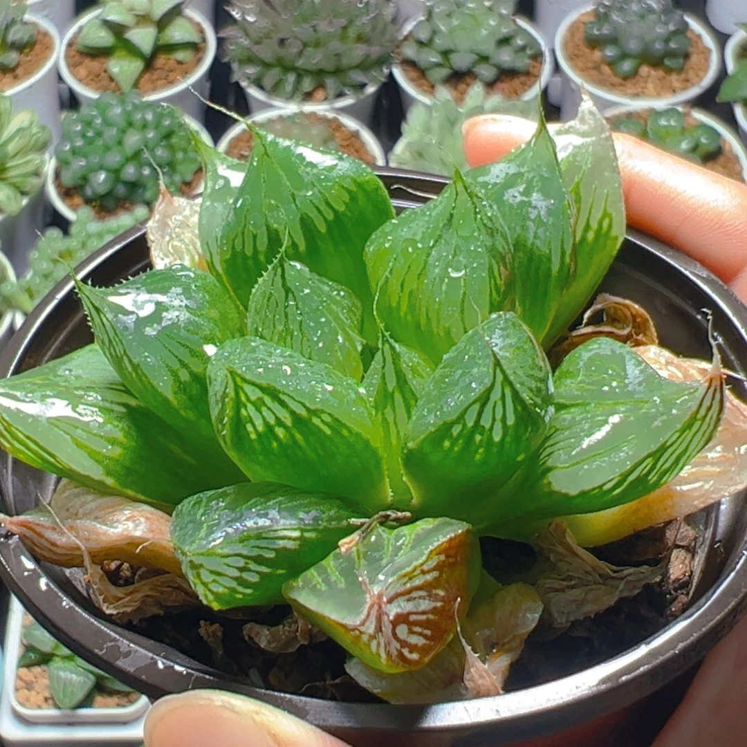 三仙寿多肉多肉多肉多肉