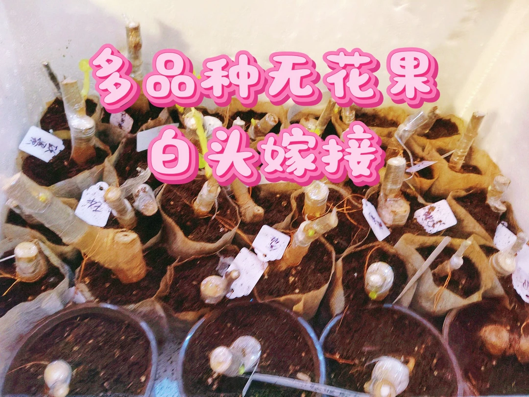 多品种无花果裸根嫁接