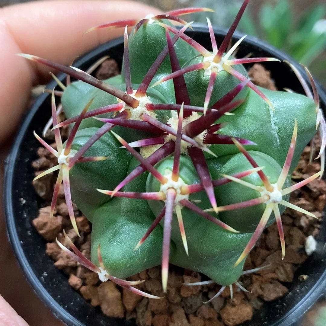 孤品实生优选强粗刺大红鹰5.2cm