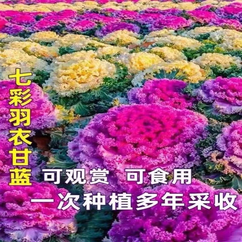 {力推}*混色羽衣甘蓝四季种秋季阳台庭院室内盆栽