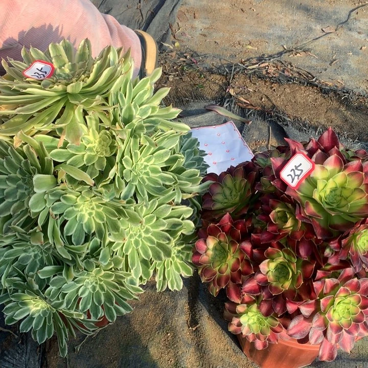 不包损235号碧浪微瑕韶华