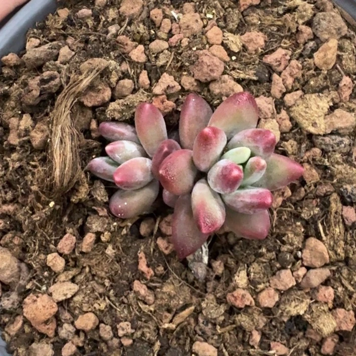 美人杂交 一物一拍