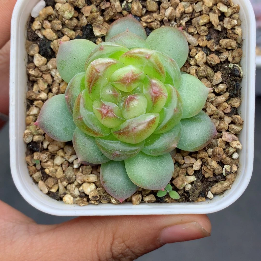 58包邮 群生不包整68