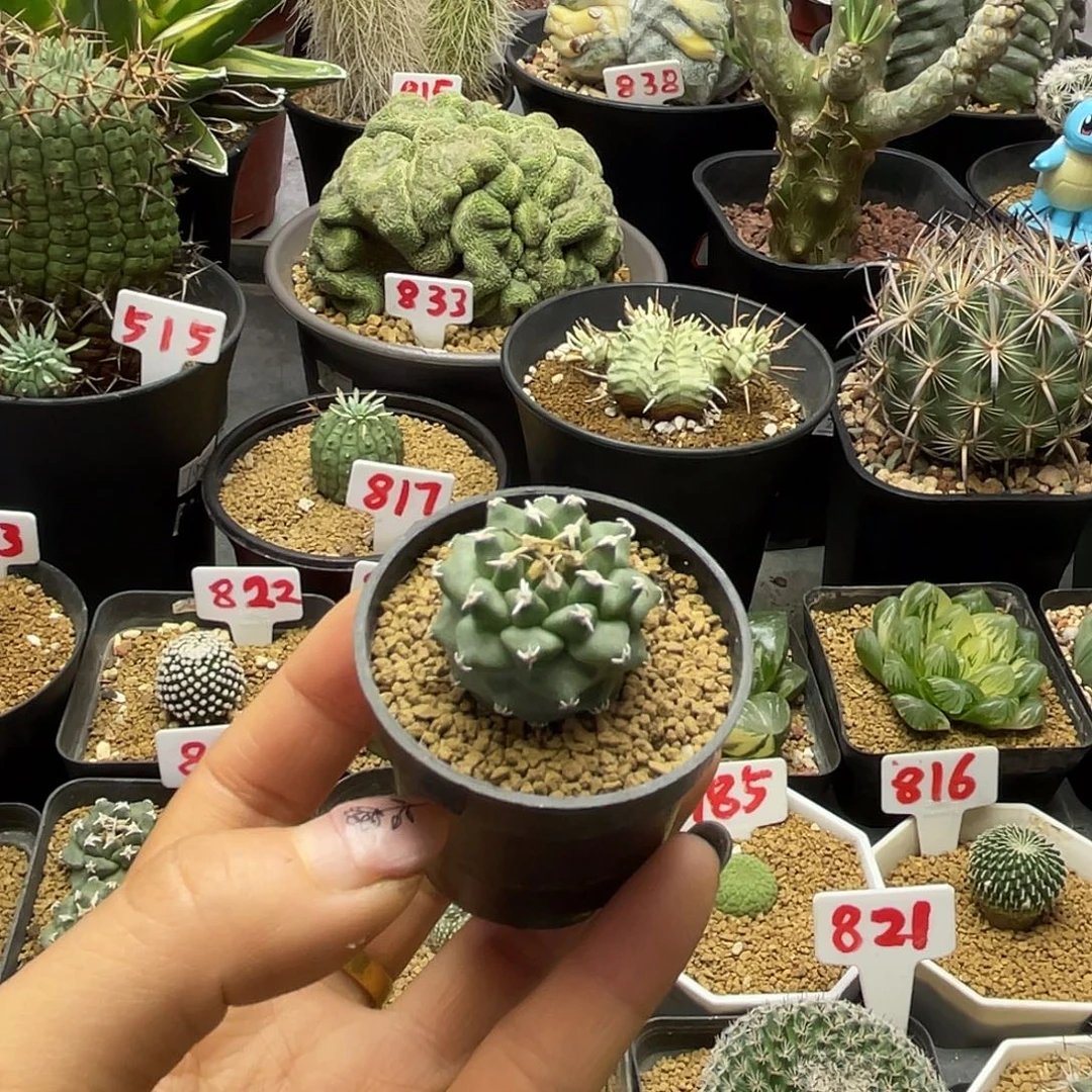 实生大尤赤花娇丽仙人球