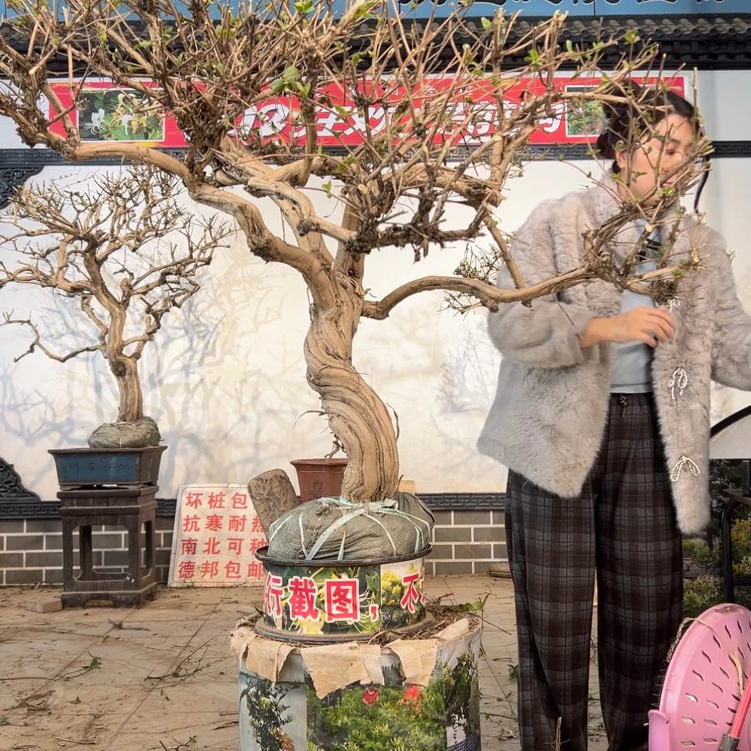 典***空无花朵金银花555555