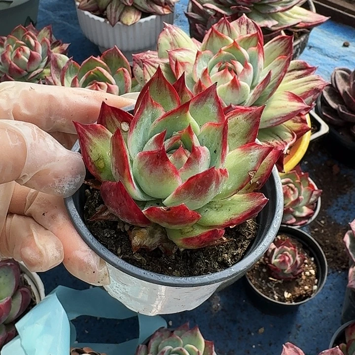 惊鸿仙子量拍立叶拉丝 7 公分左右 1 颗