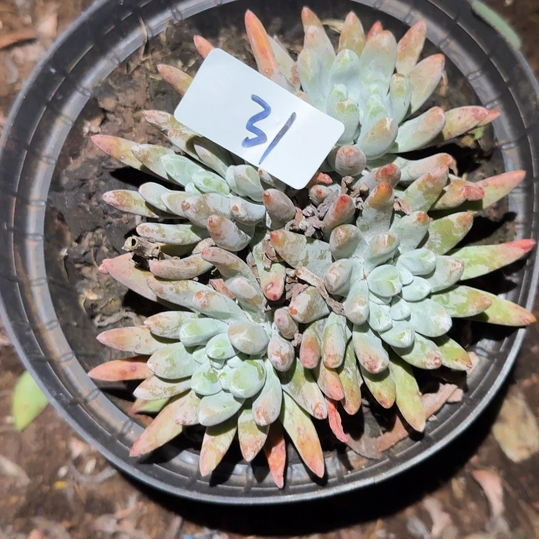 3代杂交仙女杯多肉杯多破