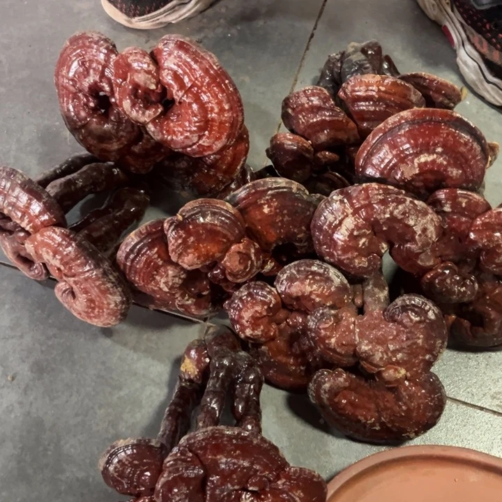 紫砂茶壶风*泰山赤灵芝7朵