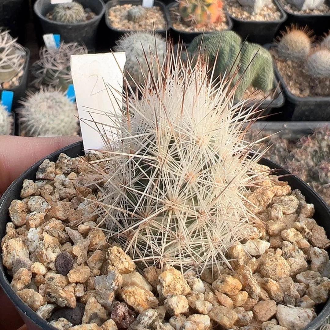 松球属，楼兰雪，子播实生，不含刺直径2.7