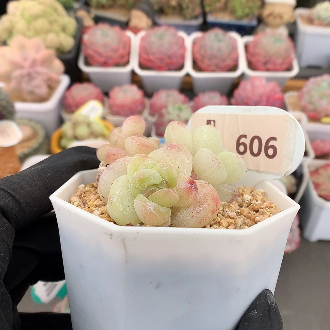 大***冲606 冰玉石化多肉