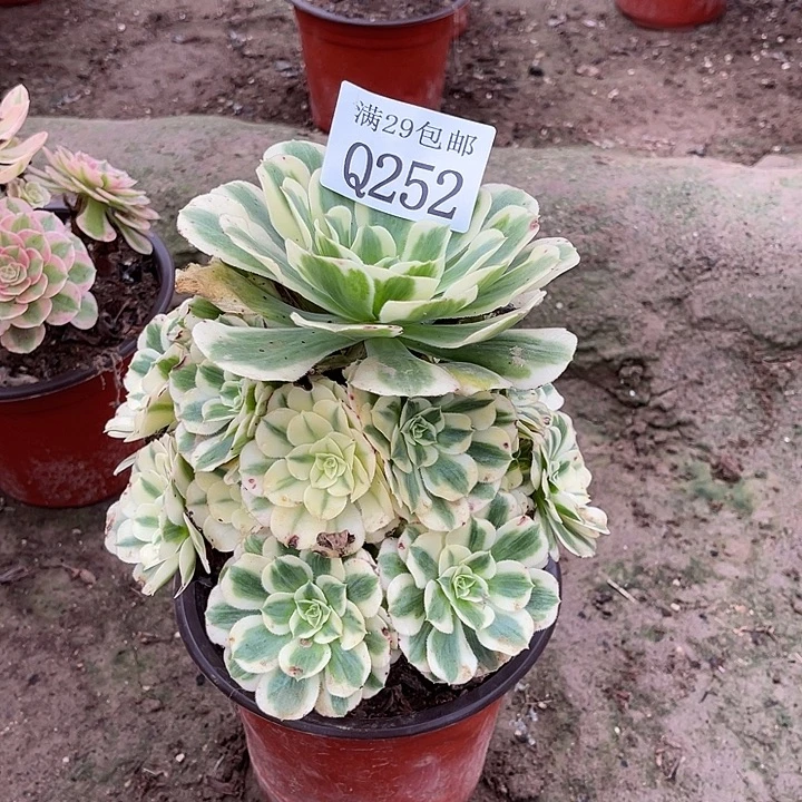 525迈巴赫多肉植物