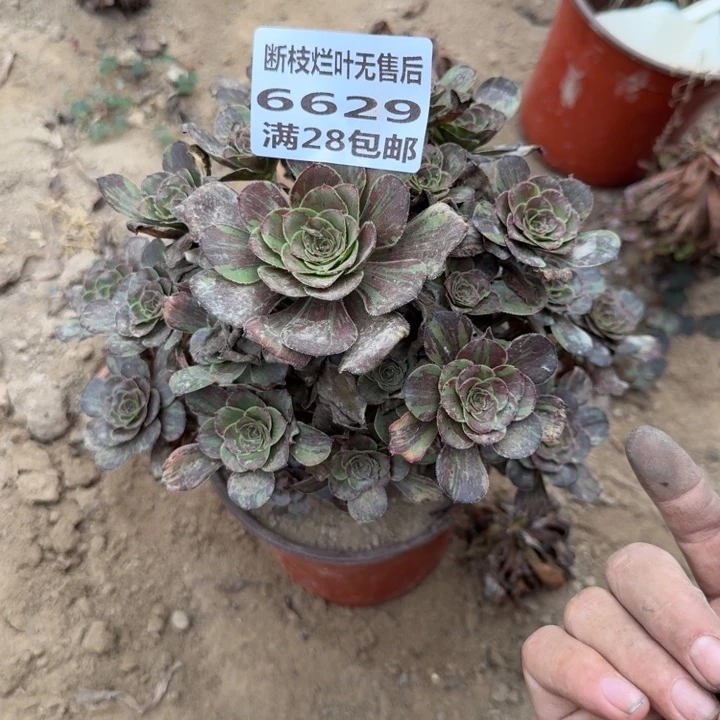6629三号棚黑钻多肉