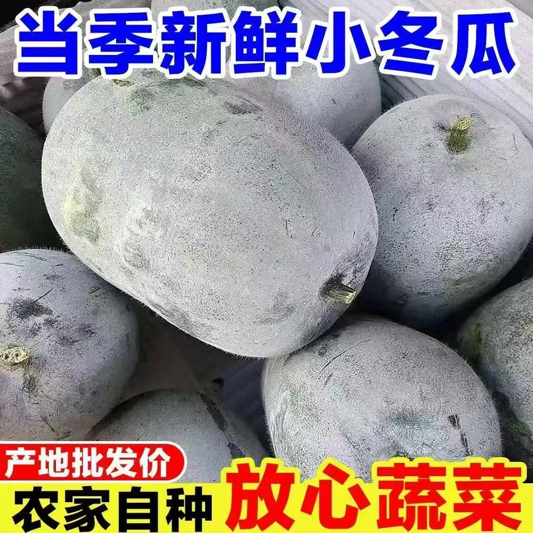 冬瓜新鲜新鲜迷你水果冬瓜挂霜肉厚老冬瓜4-9斤鲜嫩毛节瓜香冬瓜