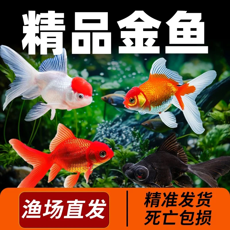 【精品金鱼】4-6厘米11条龙睛国狮丹顶黑红龙睛金鱼冷水观赏鱼包邮