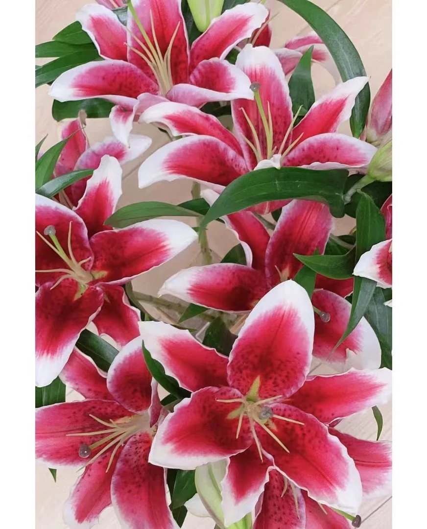 3头火龙果单瓣香水百合--实物以直播间展示为准