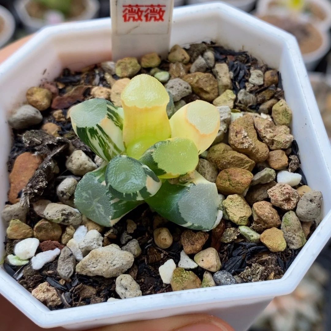 406山之翠万象多肉植物