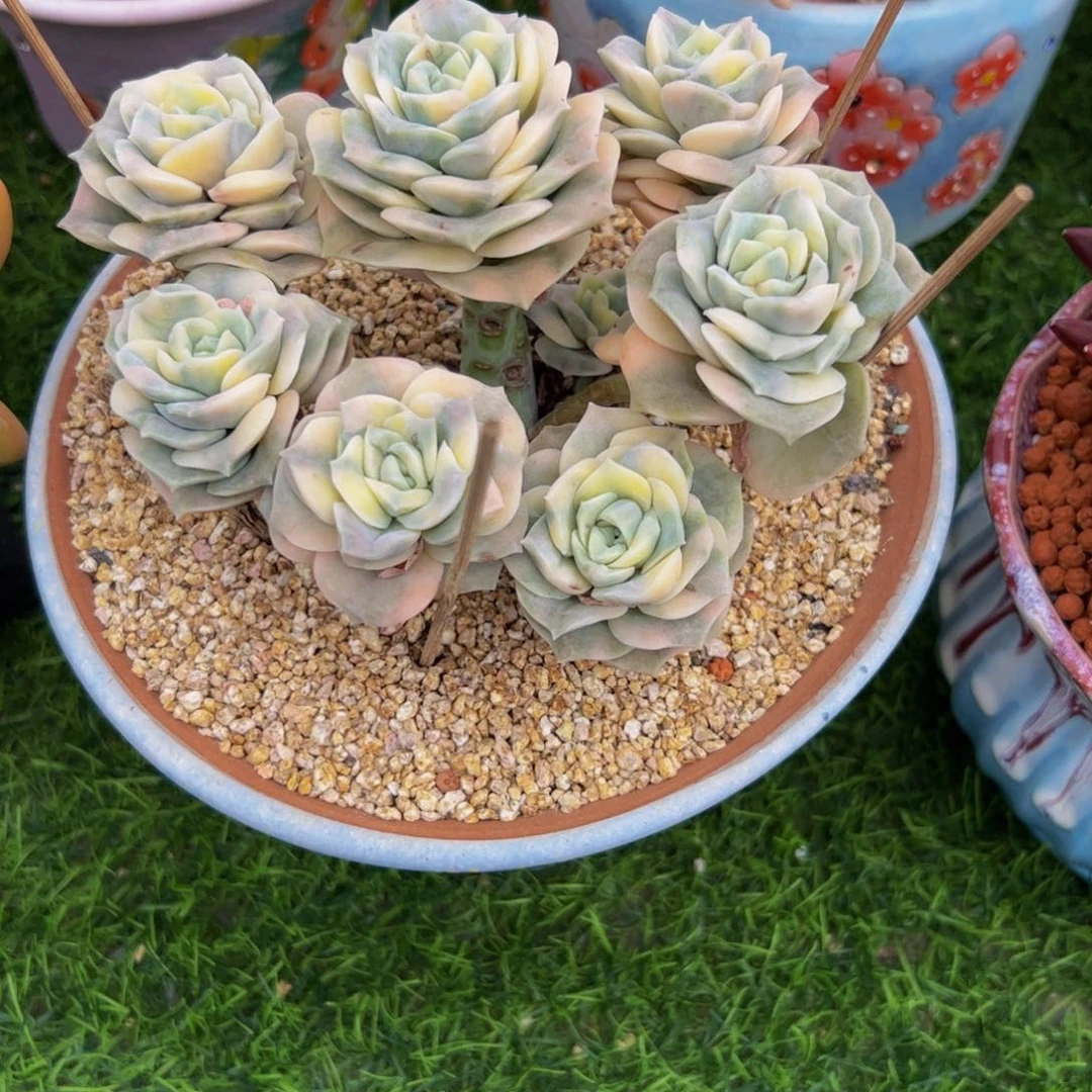 安***夏可爱玫瑰锦多肉植物