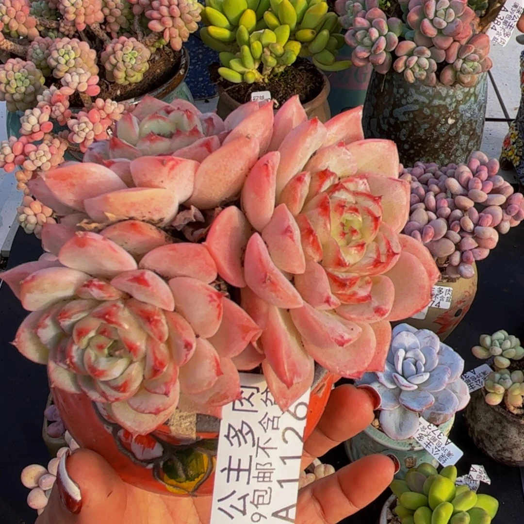 天鹅绒1126/8cm不包整