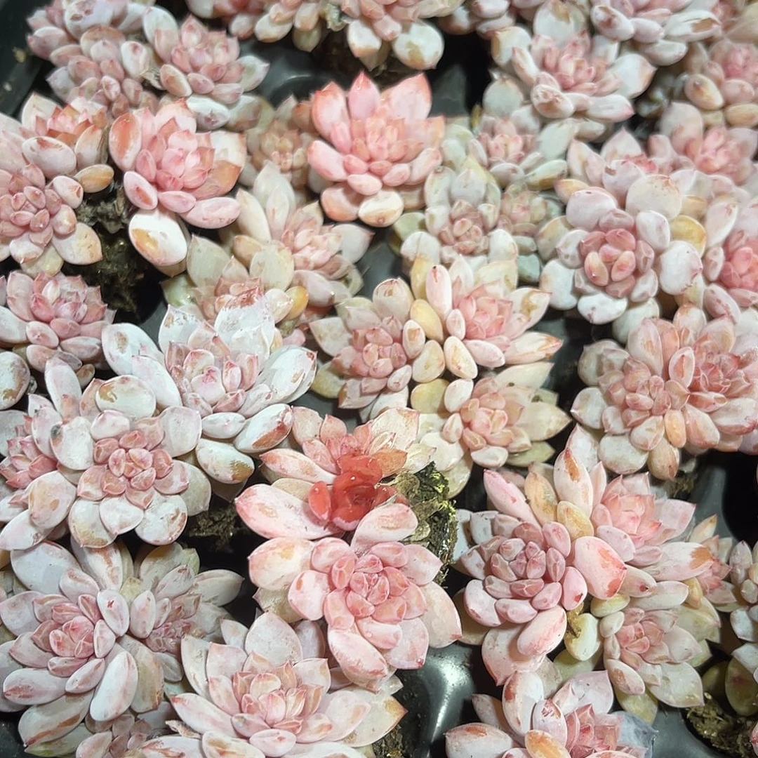 精品星星城多肉植物