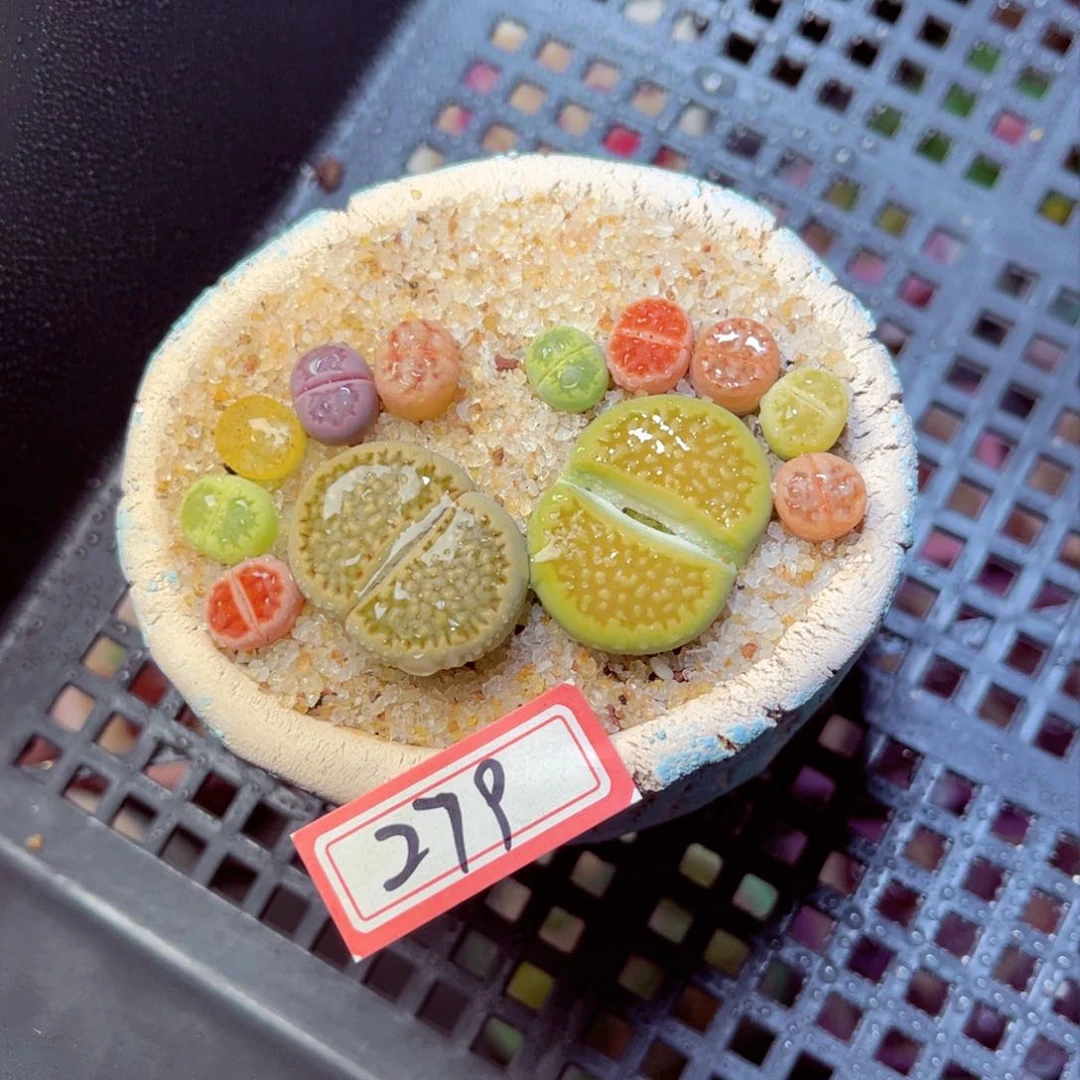 豆****儿279生石花带盆发