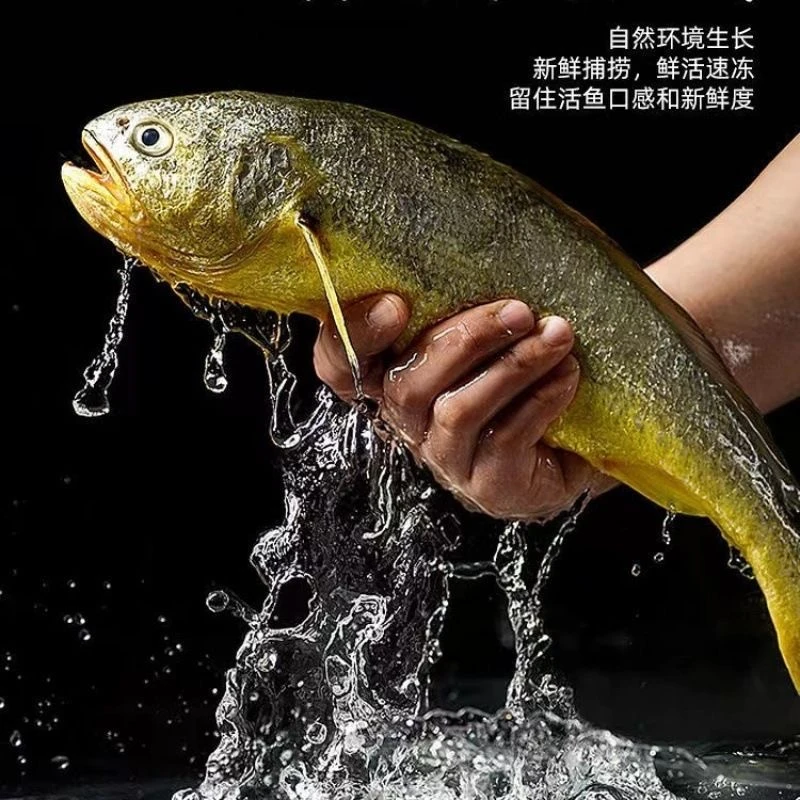 【深海养殖大黄鱼】网箱养殖精品大黄鱼 每箱3条 每条1.2斤左右