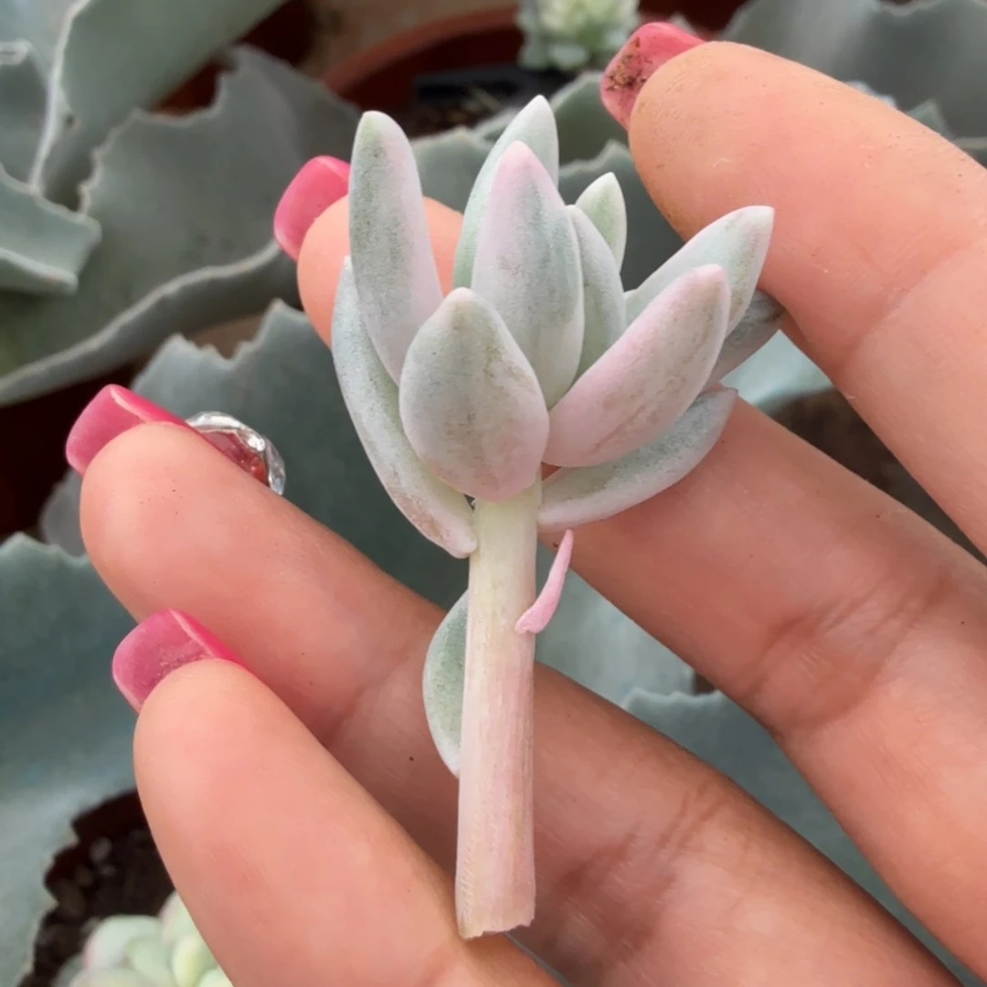 流沙美人锦一刻的无根