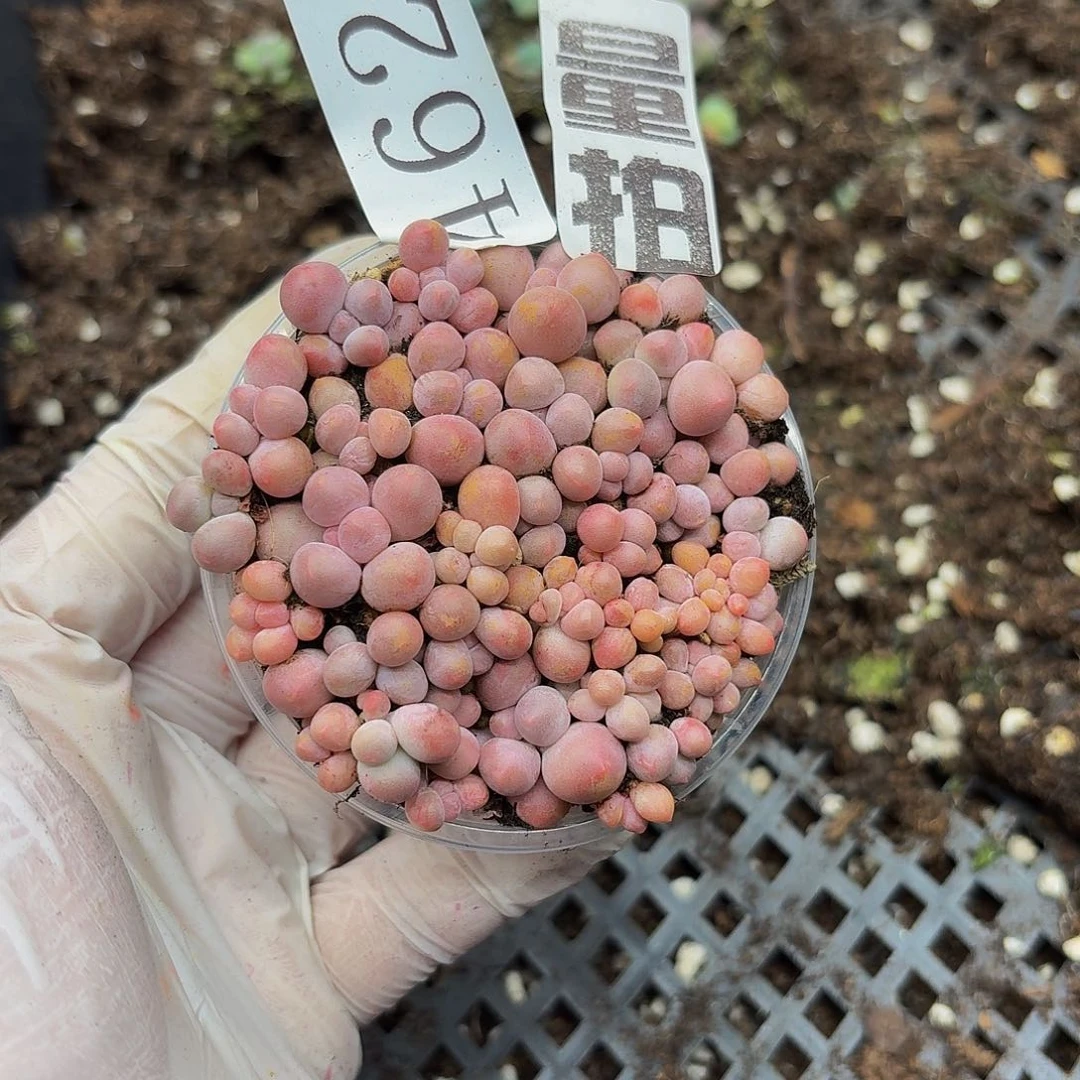 多肉植物多肉植物462量拍
