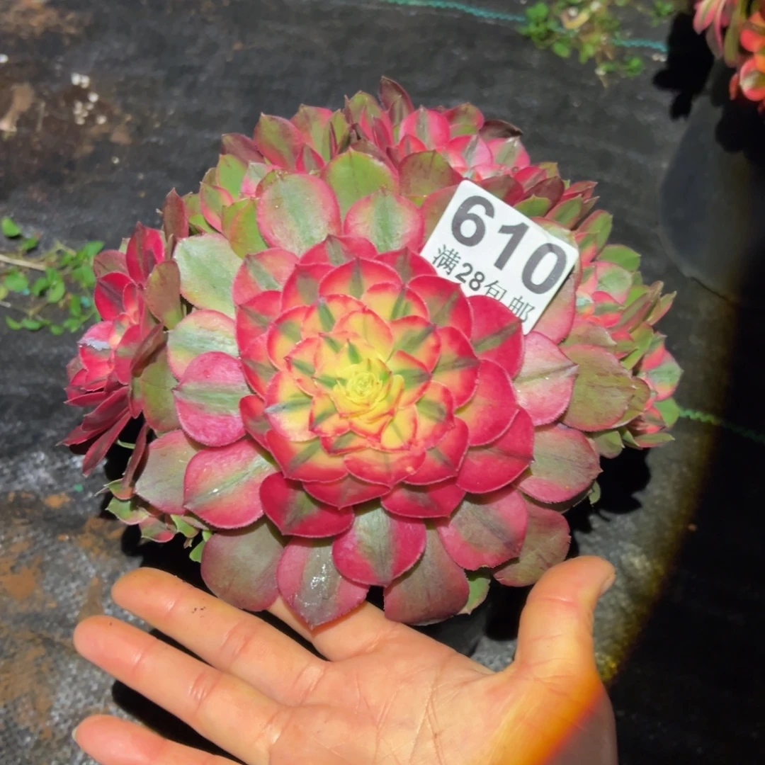 多肉植物610荔枝的