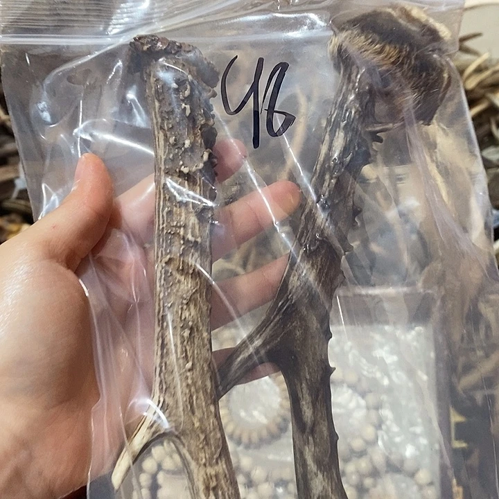 漂***者无非金属鹿角鹿角