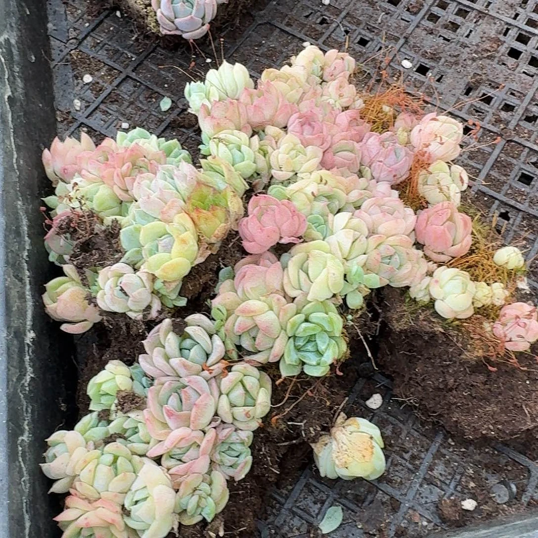 15-56糖心切糕一份量拍四十苗以上