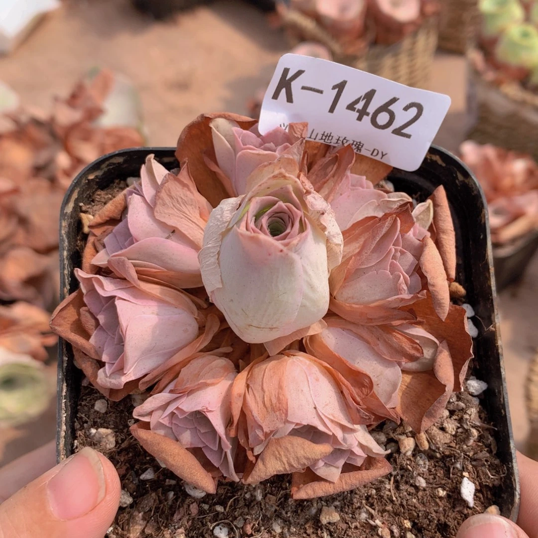1462 会掉侧芽不售后