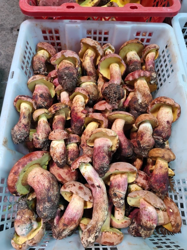 云南野生见手青红葱牛肝菌新鲜现摘食用菌子冷链空运