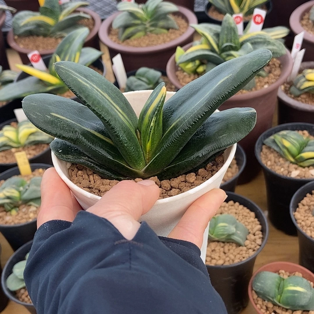 163卧牛实生锦带盆发货