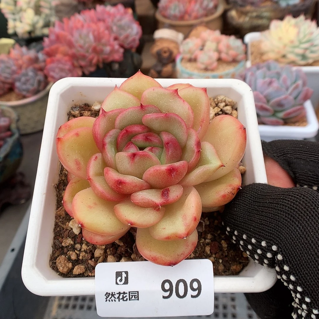 909梦露香莱尔多肉植物666