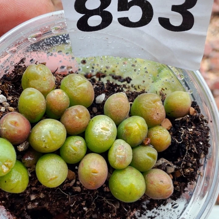 853长毛翠滴l l l l l l l l l l