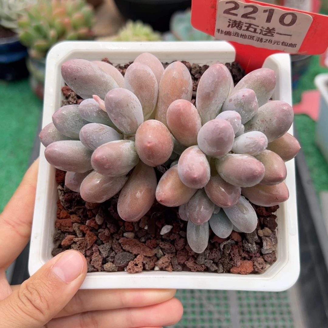 表妹精品多肉2210.