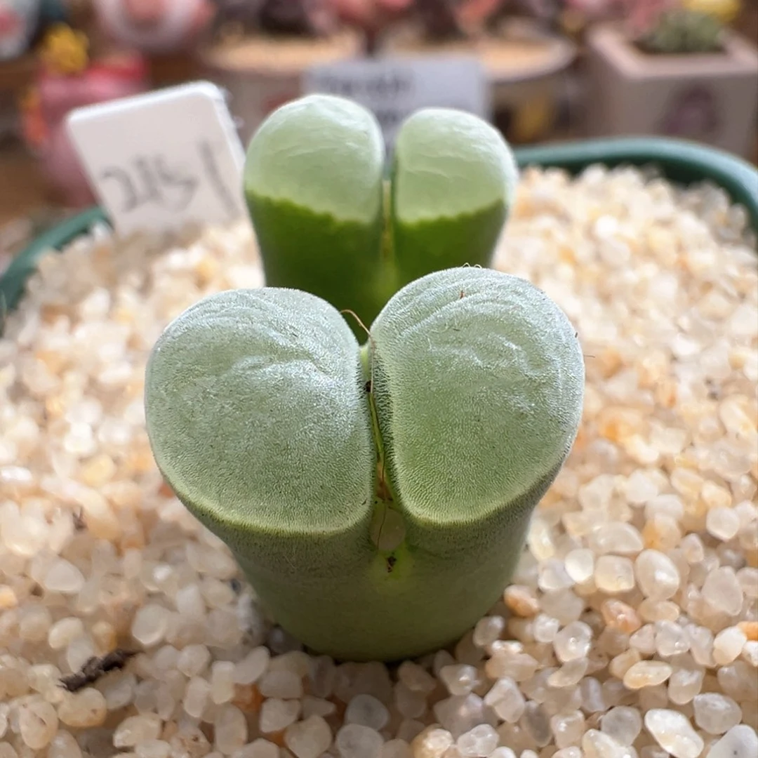 664。青蛙优选2151墨绿体白绒窗