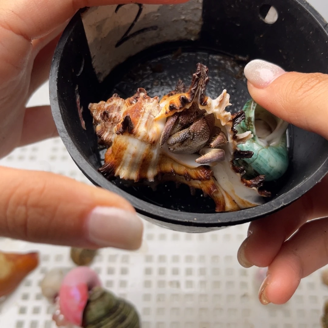 2号起拍 一手加一块