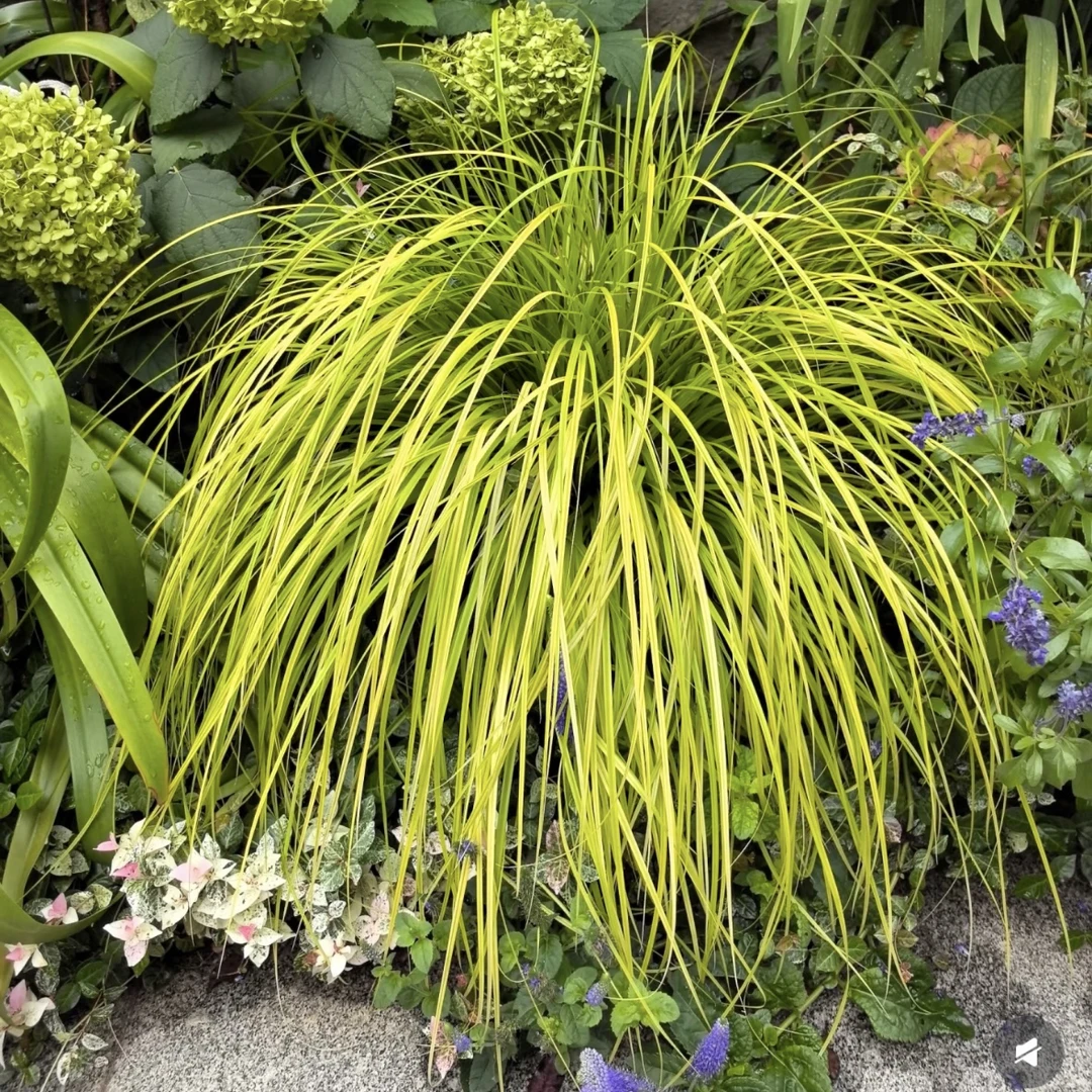 金叶石菖蒲盆栽多年生四季常青耐热耐寒易养护草本植物