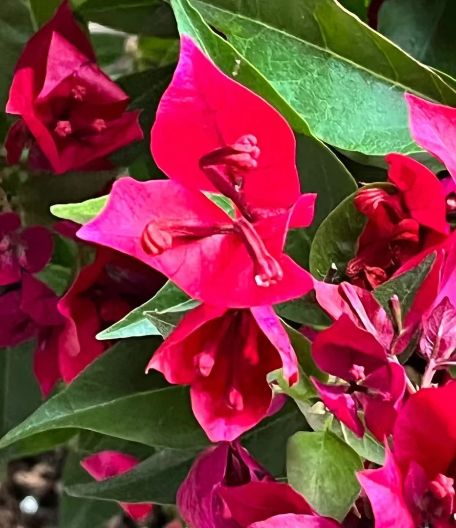 紫红桑巴袋苗 包对版不包活