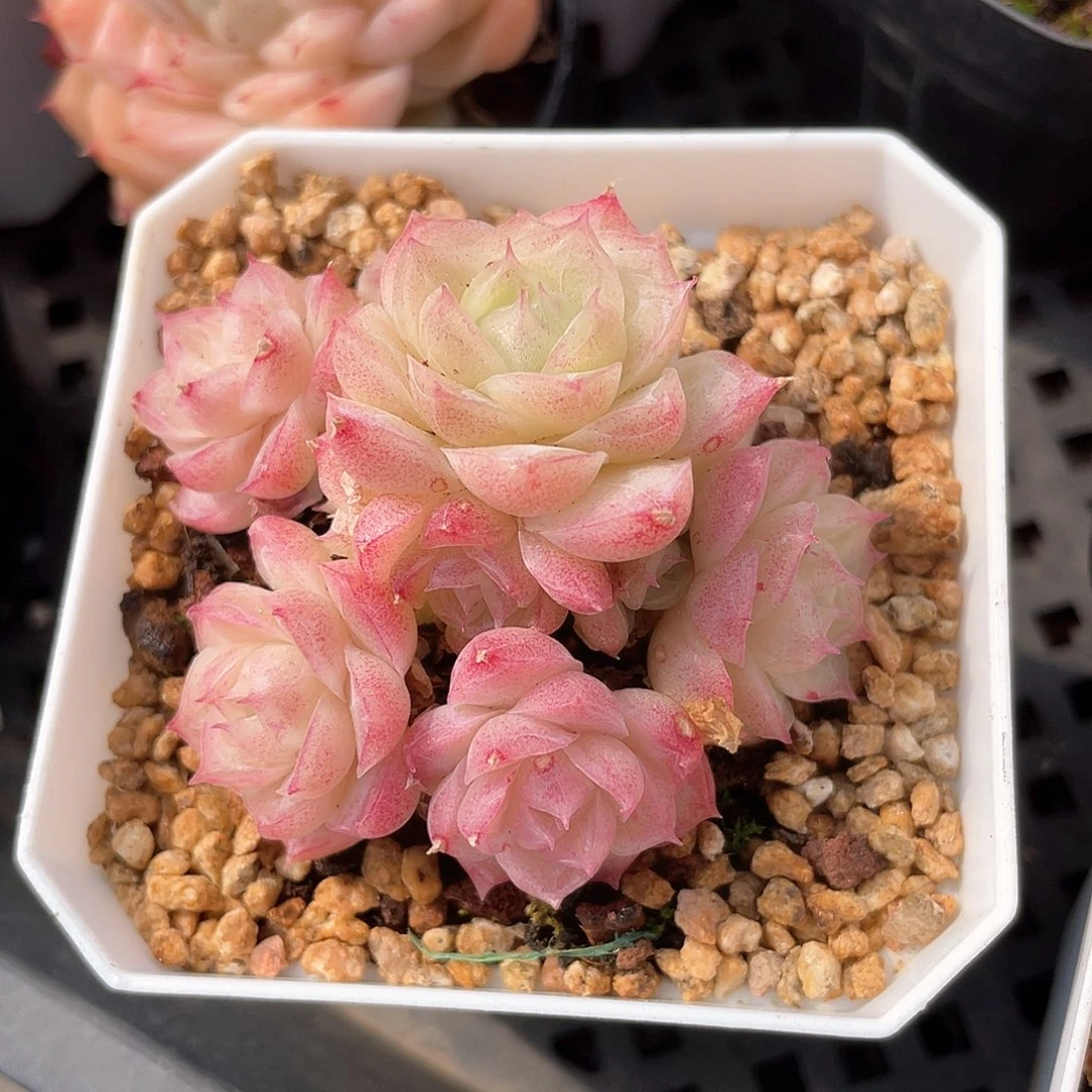 优选28号女王手捧花8321