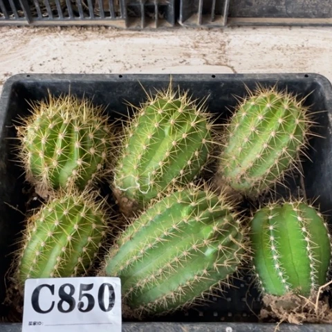 种子苗毛花柱c 850