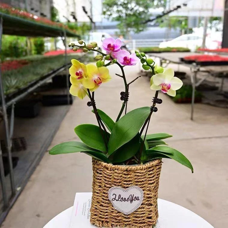 精品大花蝴蝶兰花苗盆栽植物室内客厅花卉绿植盆景观花四季开花好