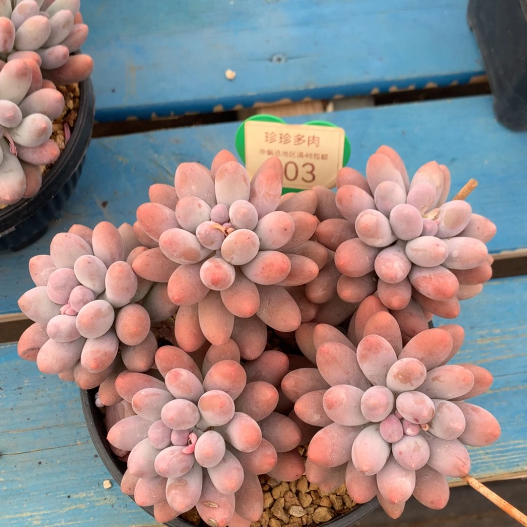 汤圆无砍开播福利103