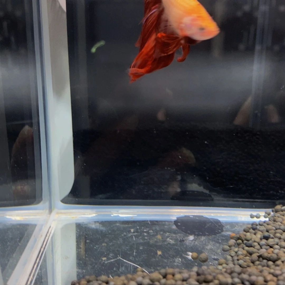 斗鱼357巨斗半月