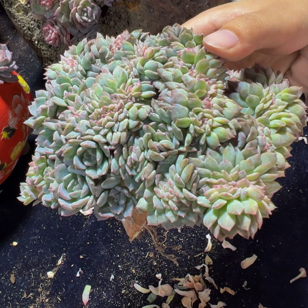 草莓冰沙琥珀缀微瑕