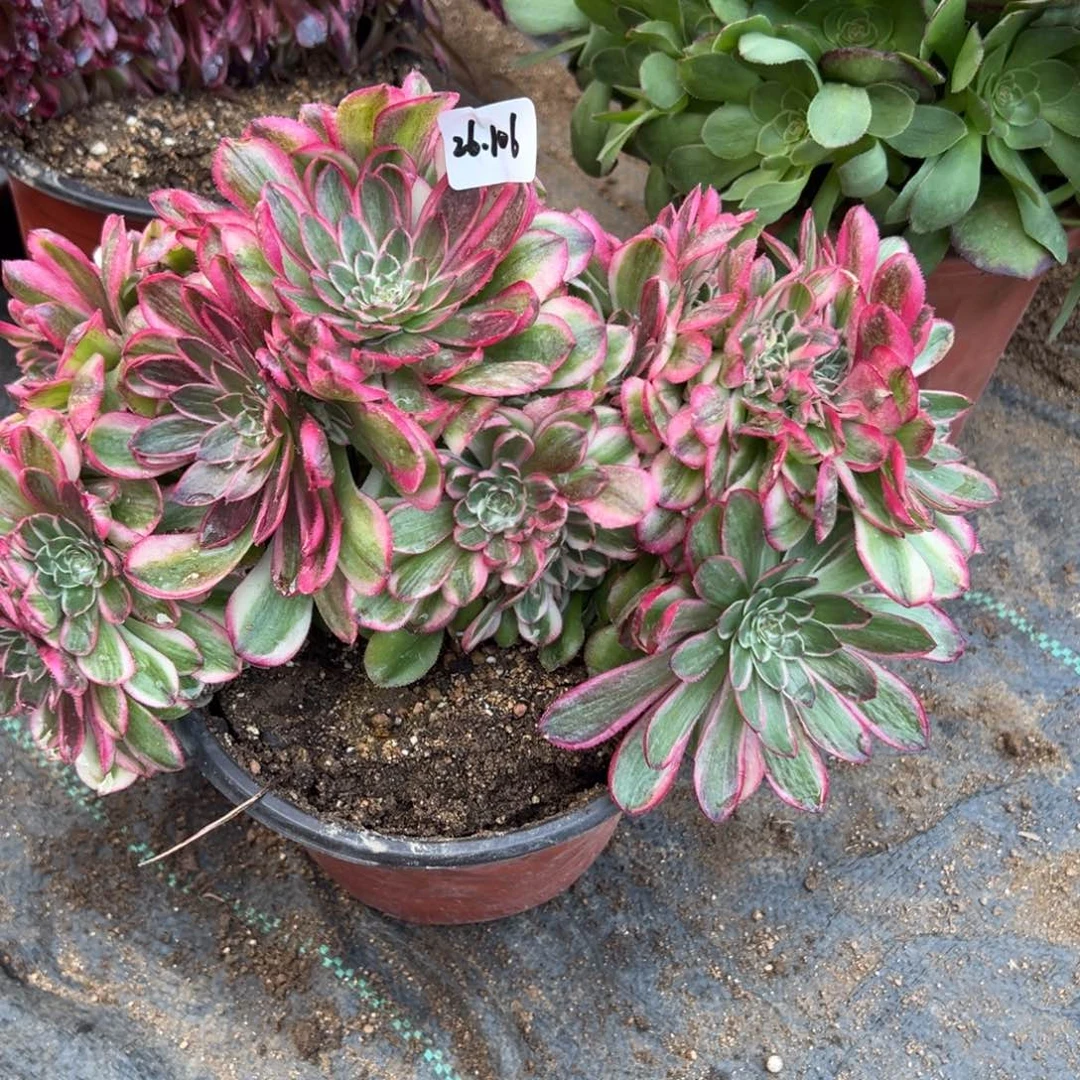 106荔枝缀多肉植物山东