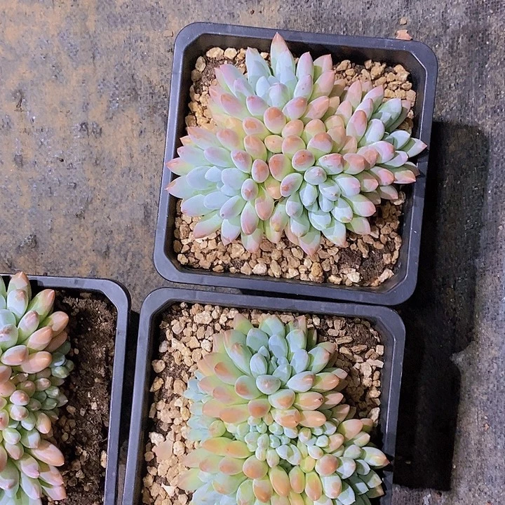 L***y宽叶奶糖多肉植物老桩